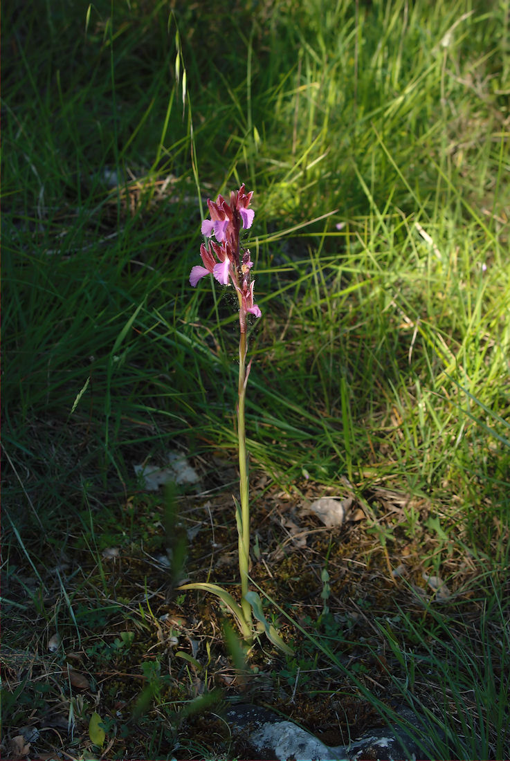 Orchidee nel pisano